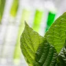 Hero banner featuring Bulk Kratom Depot branding with a natural theme, highlighting premium kratom products.