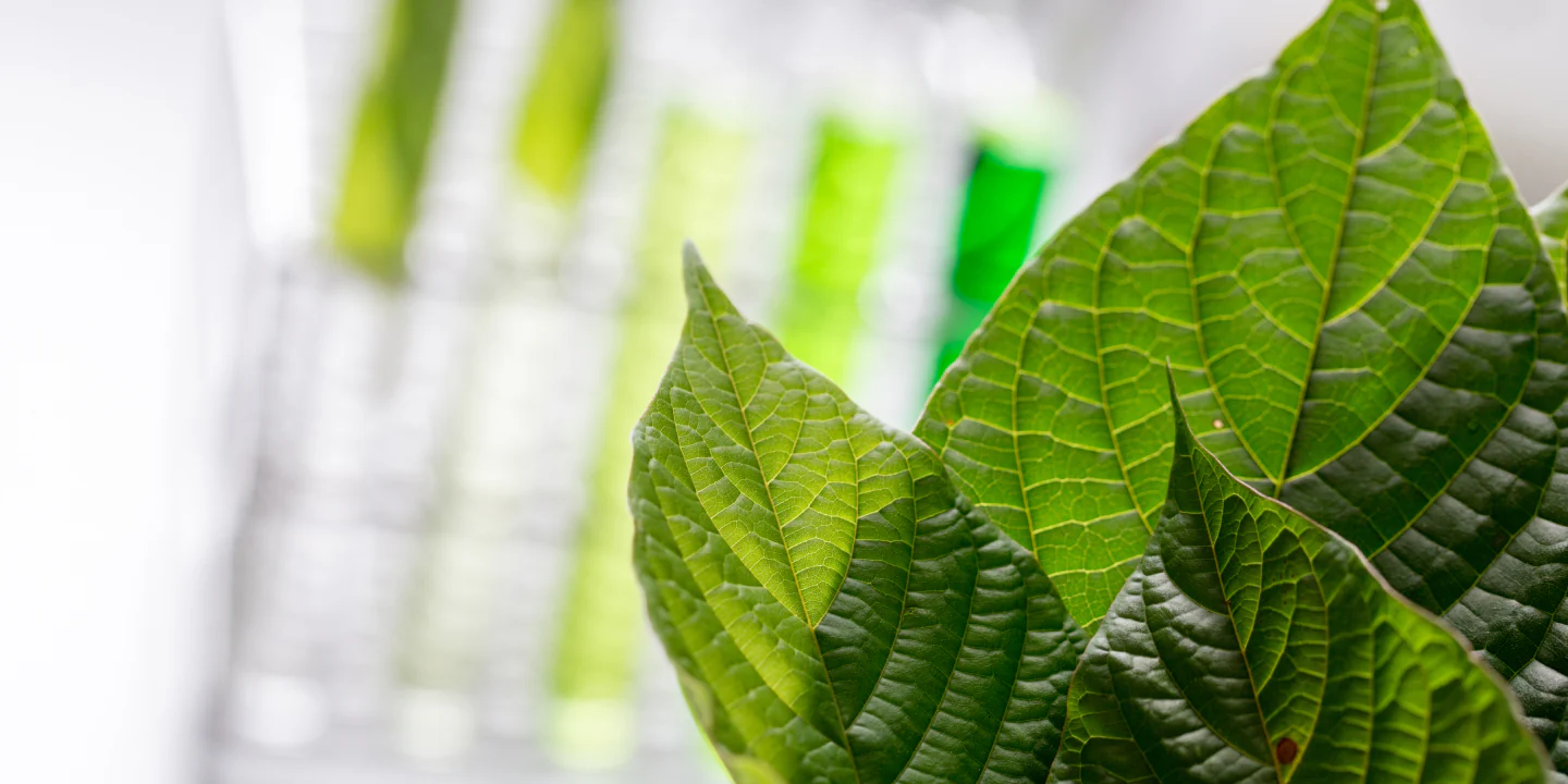 Hero banner featuring Bulk Kratom Depot branding with a natural theme, highlighting premium kratom products.