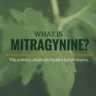 What Is Mitragynine