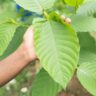 Kratom Consumer Protection Act