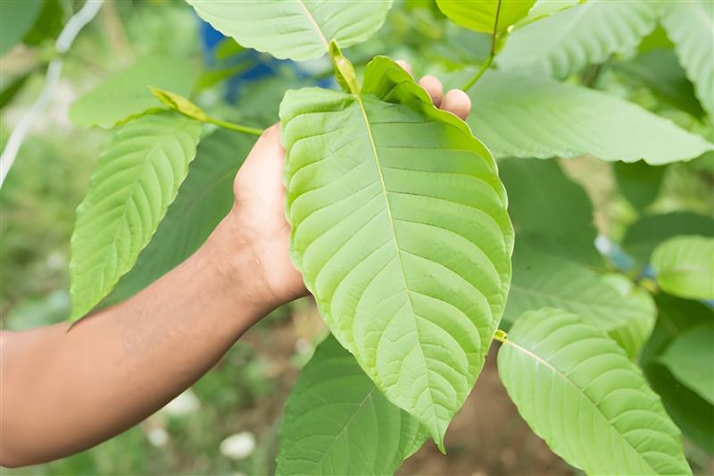 Kratom Consumer Protection Act