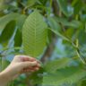 Bulk Kratom Depot | The Anatomy of a Wholesale Kratom Supplier: What Makes a Good Kratom Partner