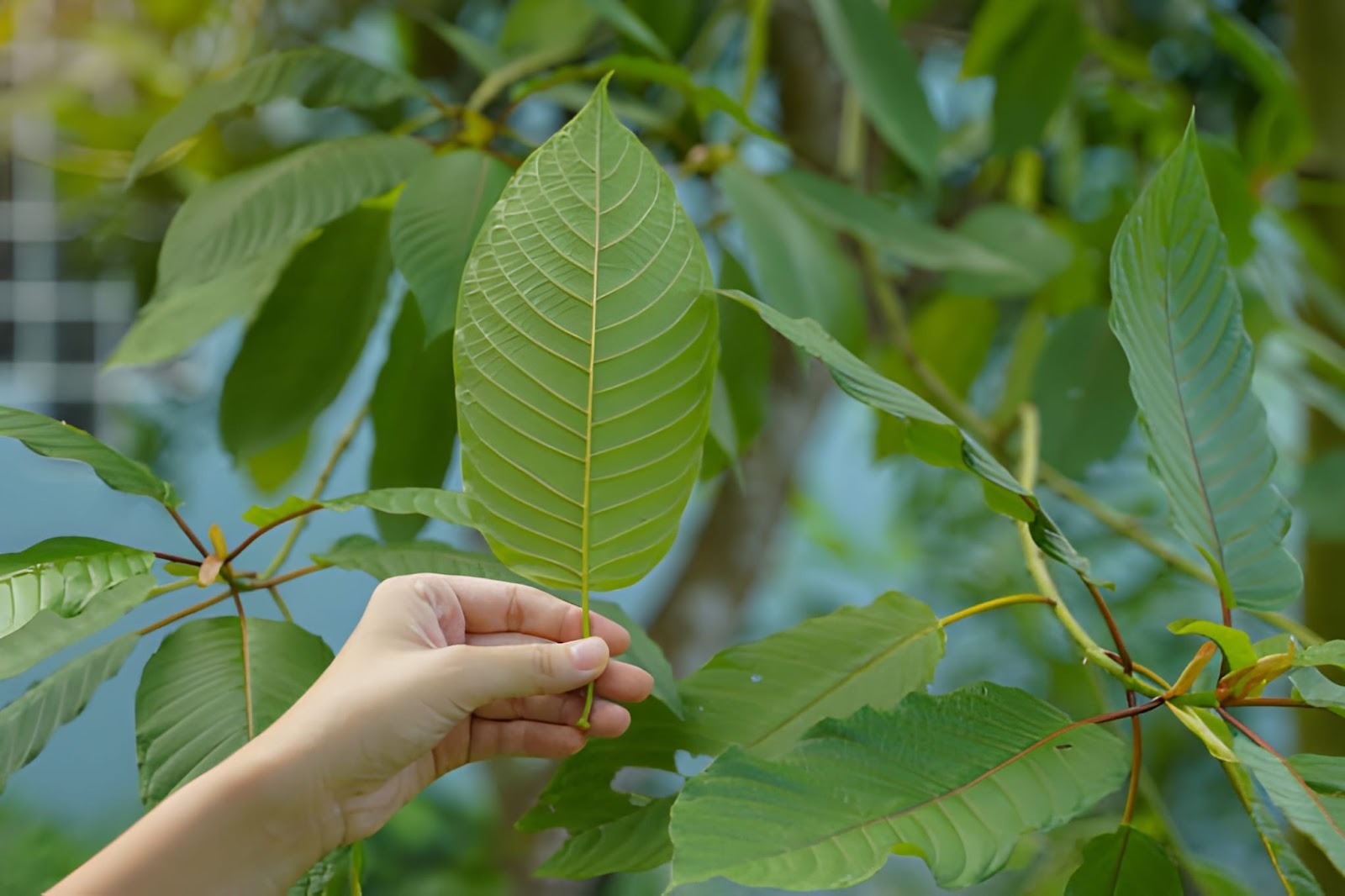 Bulk Kratom Depot | The Anatomy of a Wholesale Kratom Supplier: What Makes a Good Kratom Partner