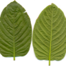 traditional leafe
