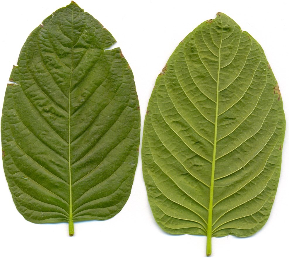 Bulk Kratom Depot | When Kratom Extract Makes Sense vs. Traditional Formats traditional leafe