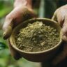 Bulk Kratom Depot | How to Choose Between Maeng Da and Borneo for Daytime vs Evening Use with Red Maeng Da Kratom